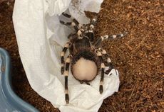 The bald bum of LIl' Kim, an adopted Brazilian whiteknee tarantula