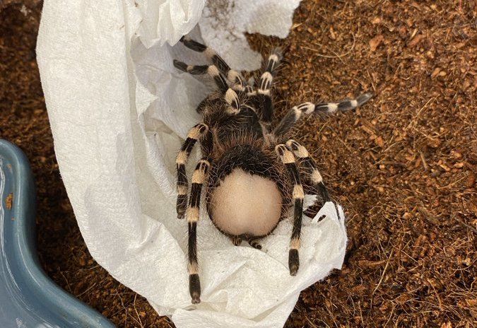 The bald bum of LIl&#039; Kim, an adopted Brazilian whiteknee tarantula