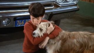 Bobby Brady hugging the family dog, Tiger in The Brady Bunch