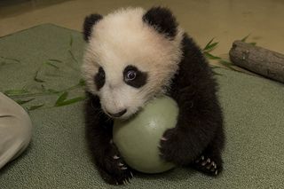 giant panda cub, cute baby animals