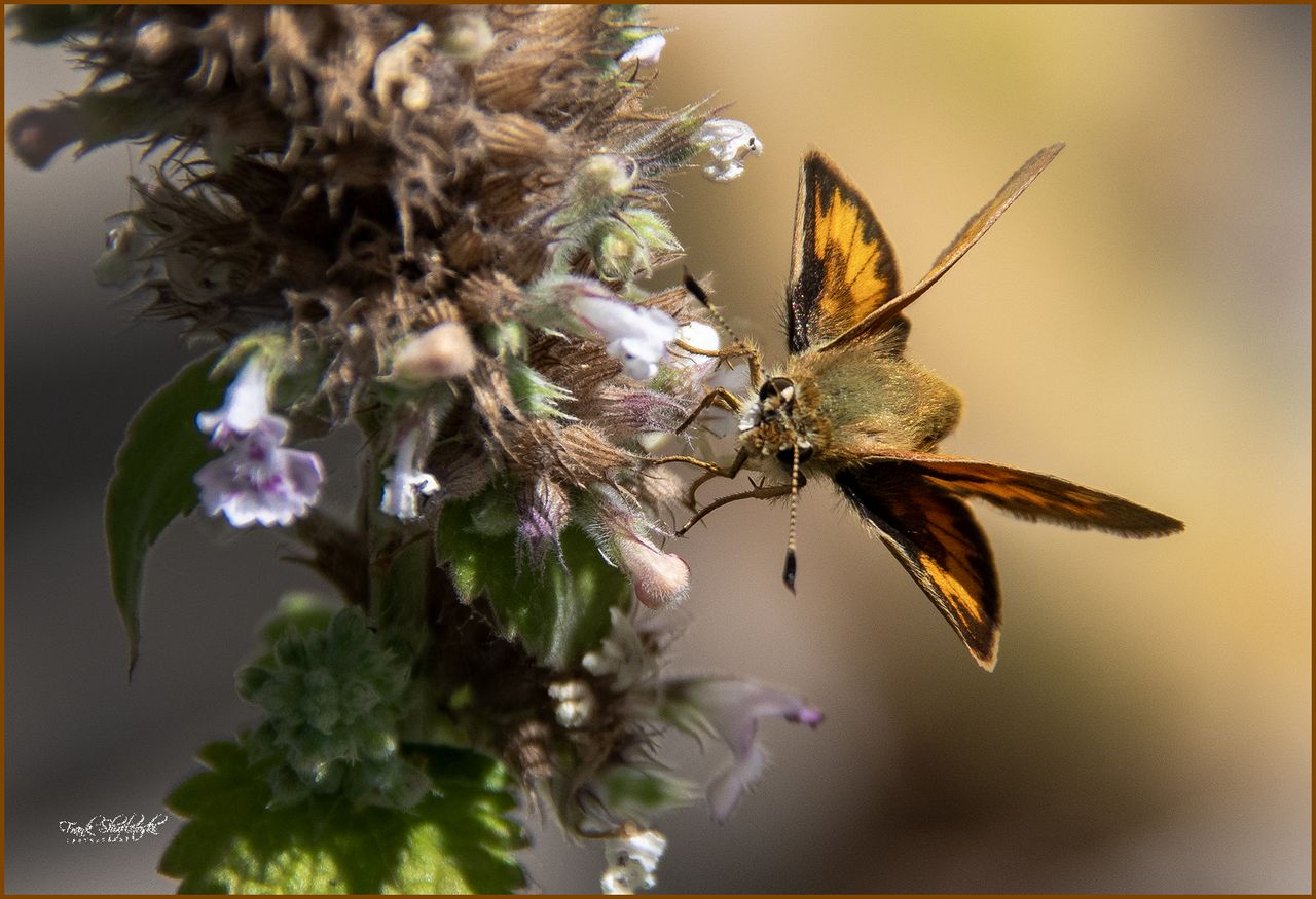 GuruShots - Nature&rsquo;s Masterpiece 2026