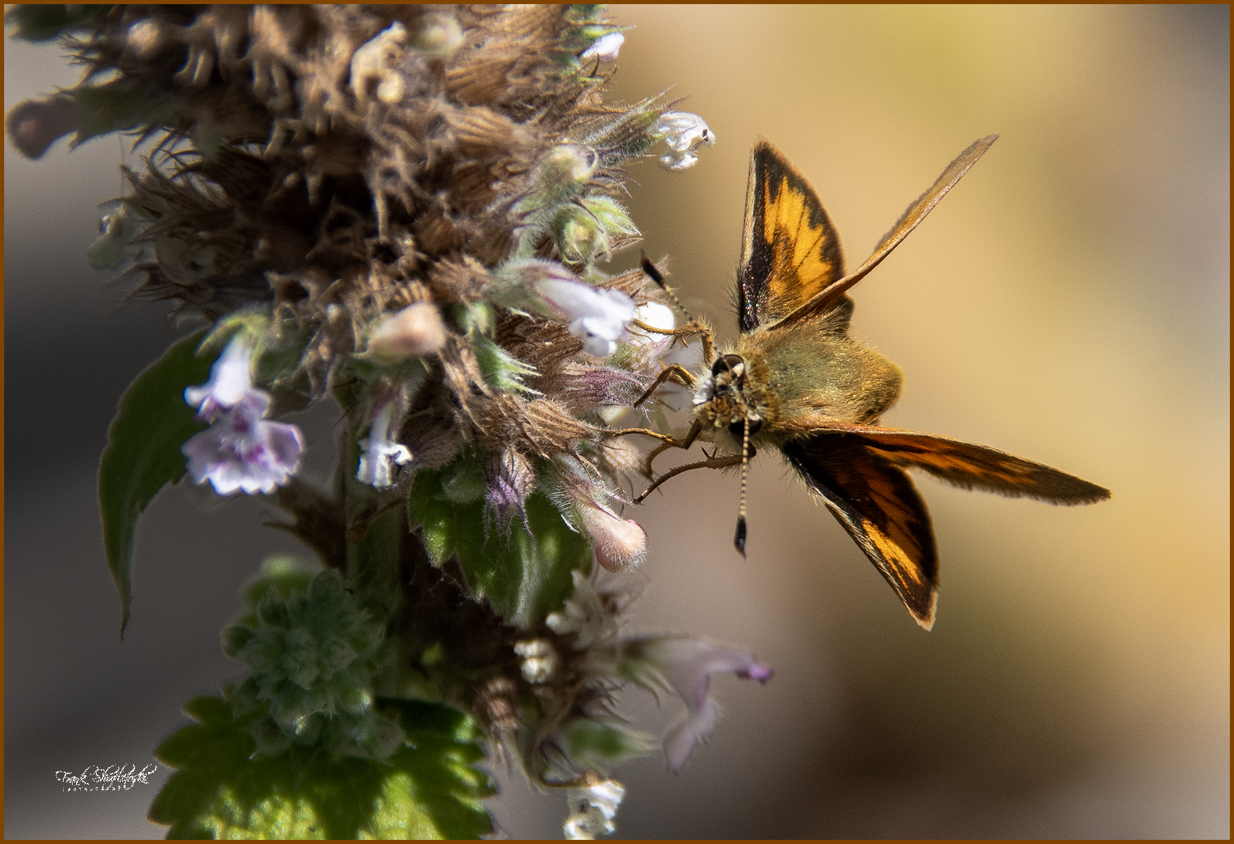 GuruShots - Nature&rsquo;s Masterpiece 2026