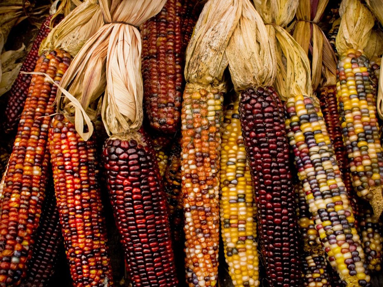 Rainbow Colored Corn