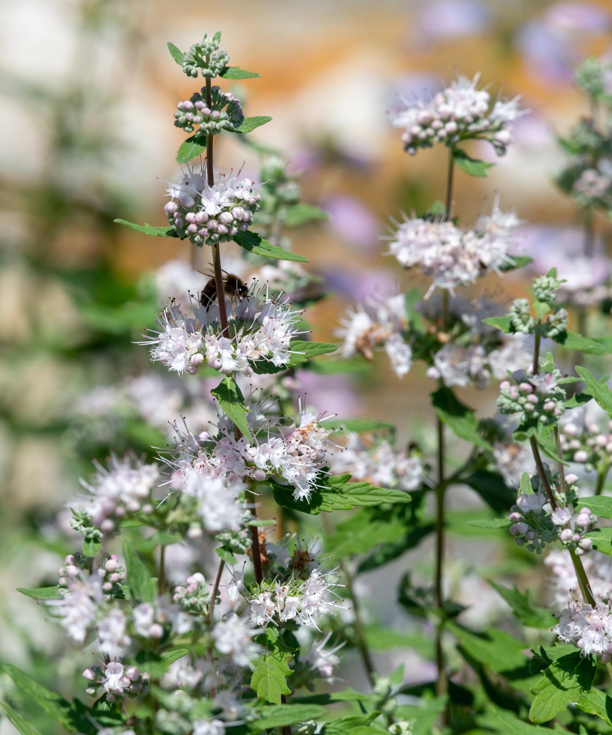 The white flowers of a caryopteris, with a bee on one of the blooms