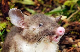 The hog-nosed rat's piglike nose is adorable, but it's giant teeth aren't that cute.