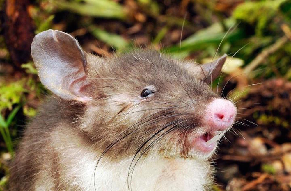 Rats the size of DOGS might roam Earth one day, scientist claims - and they  could evolve to be 'whales' of the future