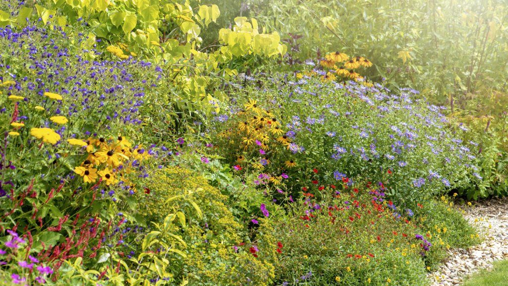 Multicolored flowers in a rain garden