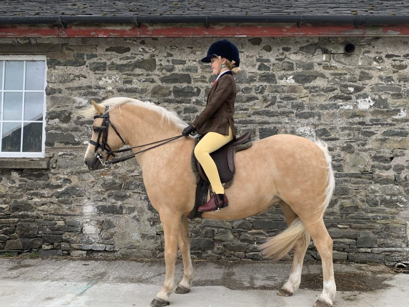 Palomino-Ridden-Champ-scaled-e1591016657274.jpeg