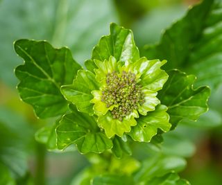 creasy greens showing new growth