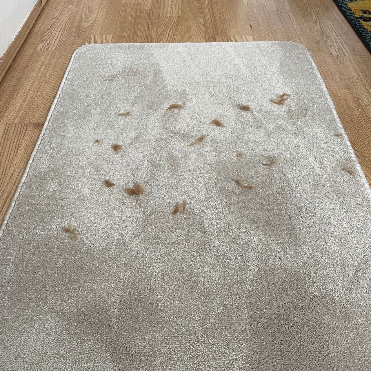 Pet hair sprinkled on a grey carpet sample