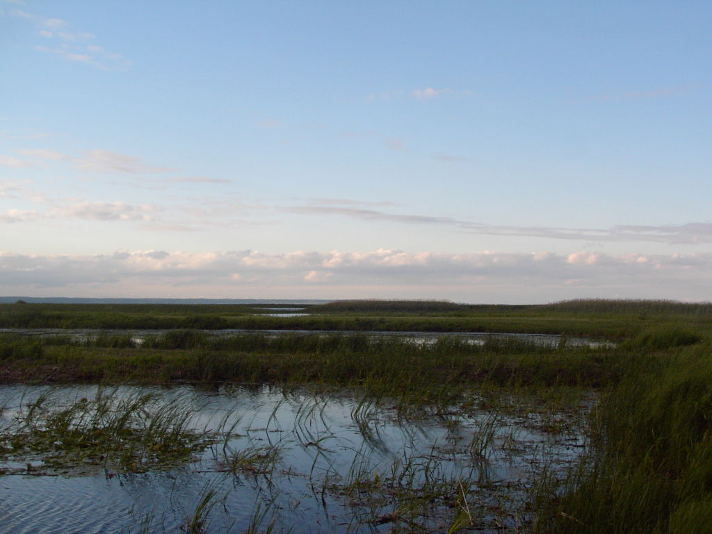 a dimly lit marsh below a cloudy blue sky.