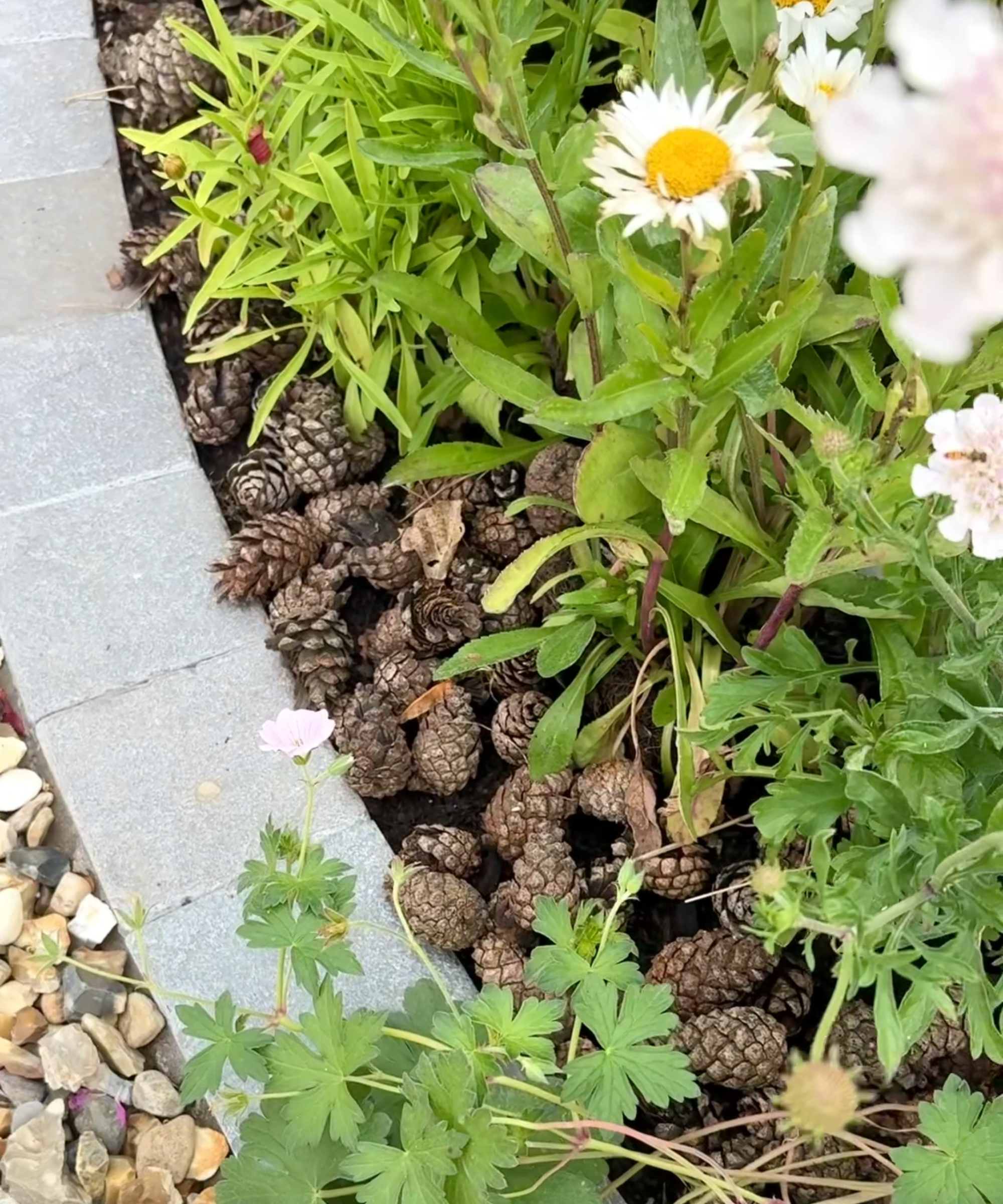 pinecones used as a mulch in a garden border