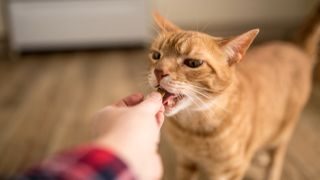Person giving ginger cat a treat