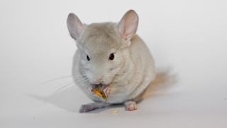 Close up of Chinchilla against white background