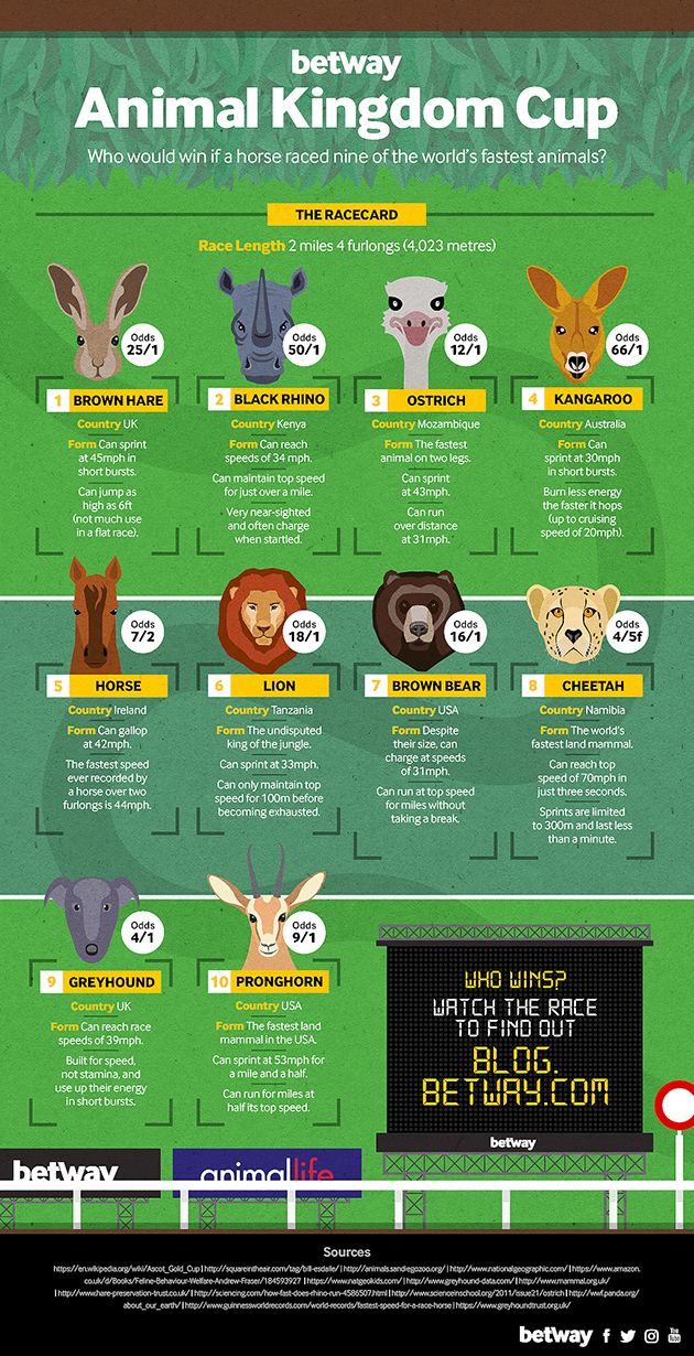 Animal-Kingdom-Cup-infographic