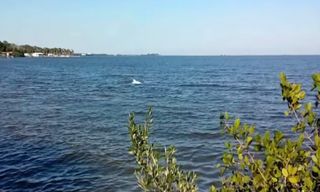 Albino bottlenose dolphin