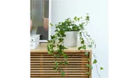 Best Indoor Plants - Best Air Purifying Indoor Plants - English Ivy Patch Plants