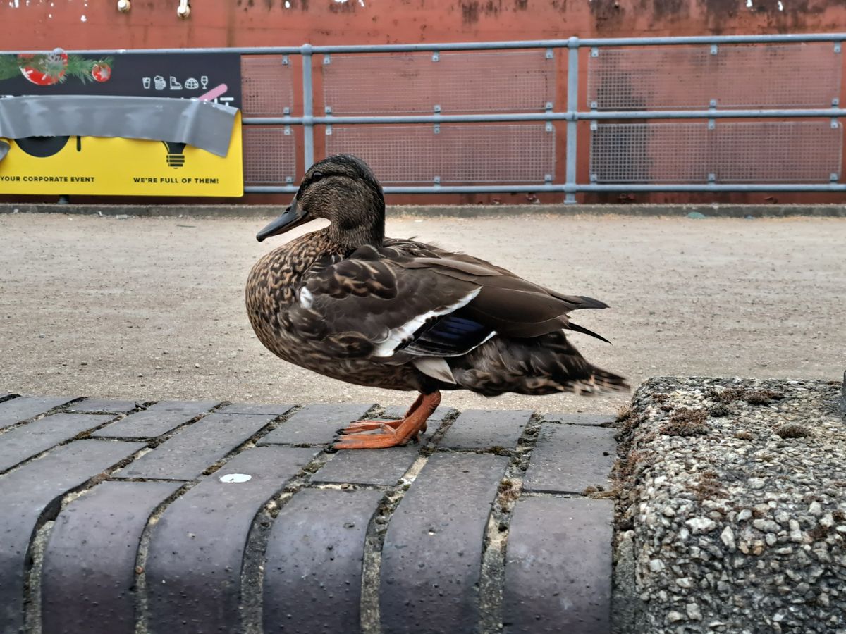 Vivo X80 Pro camera samples