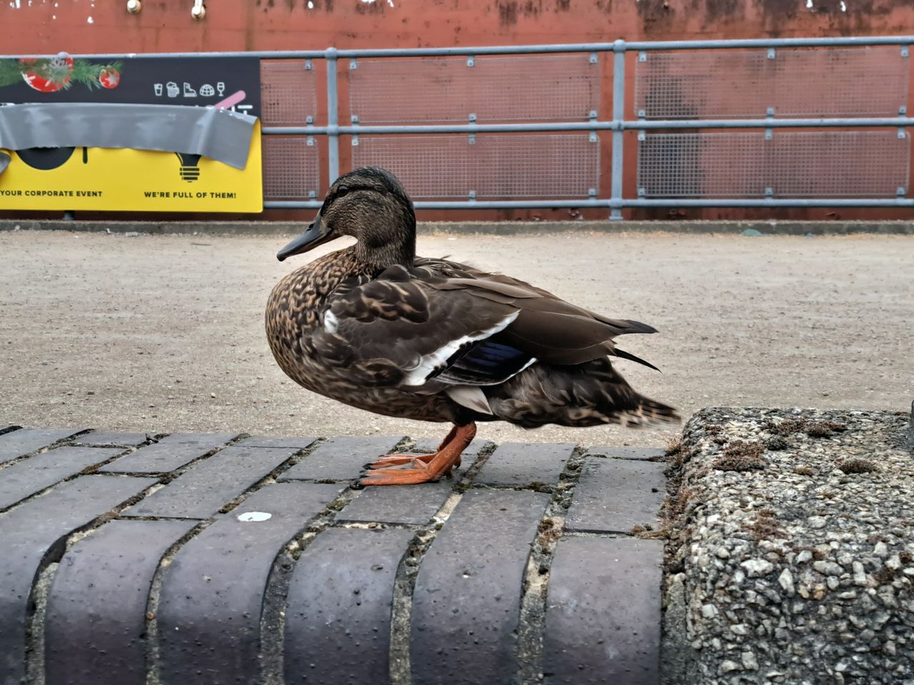 Vivo X80 Pro camera samples