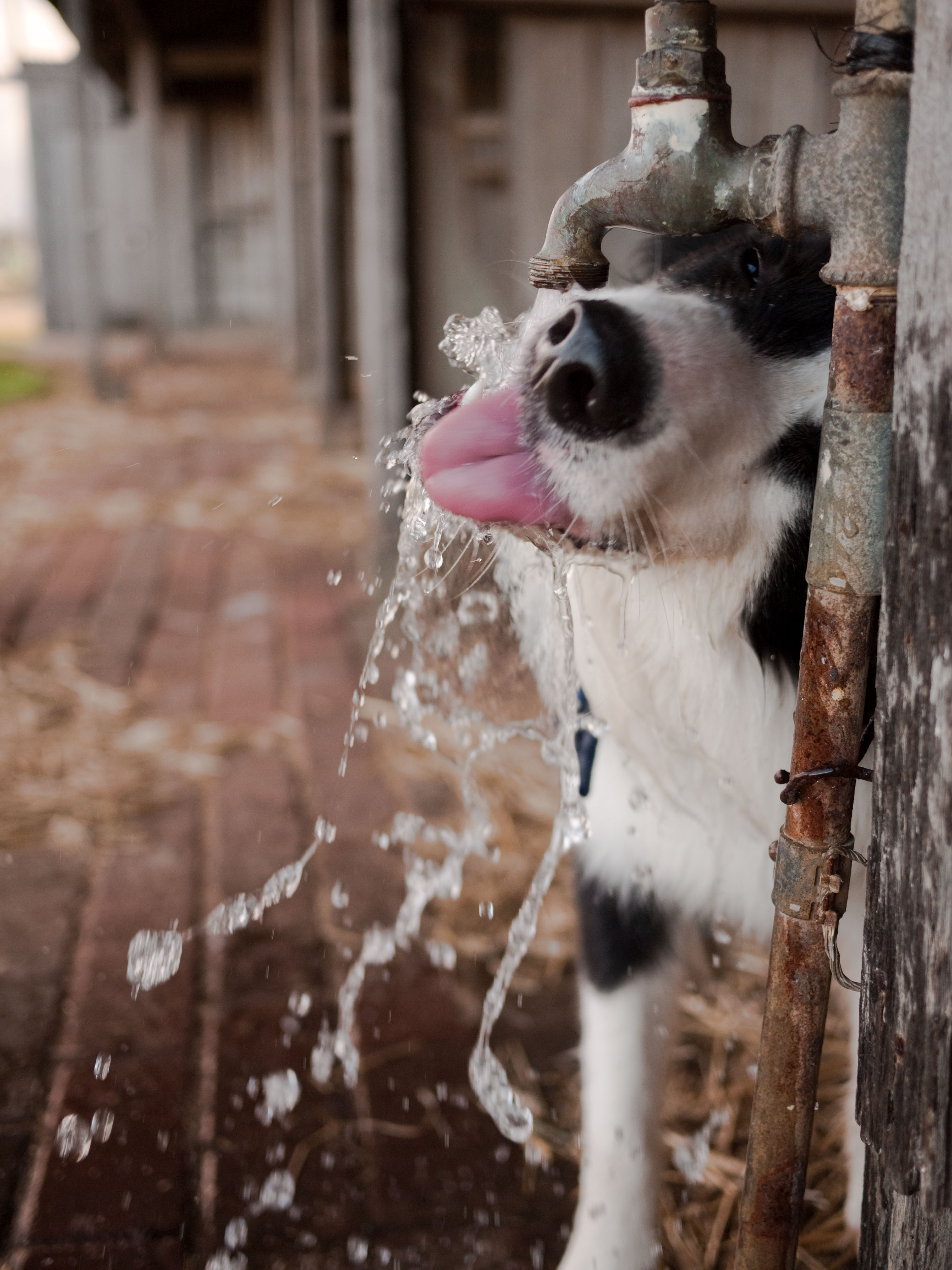 Collie drinking from an outdoor tap
