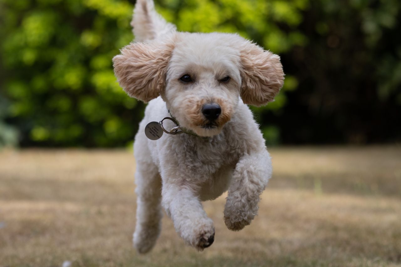 A running cockapoo dog in a garden