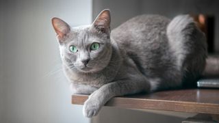 Korat cat sitting on the table