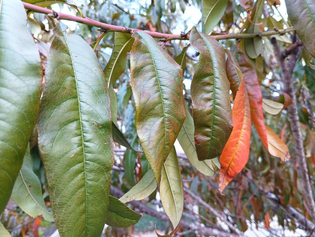 Poco M4 Pro test shot