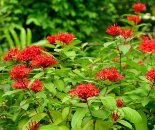 Ixora shrub with red blooms