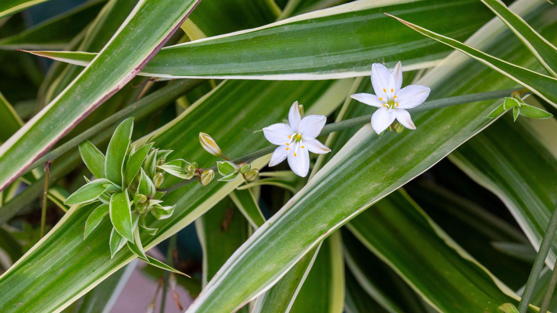 spider plant showing white flowers and baby spider plant