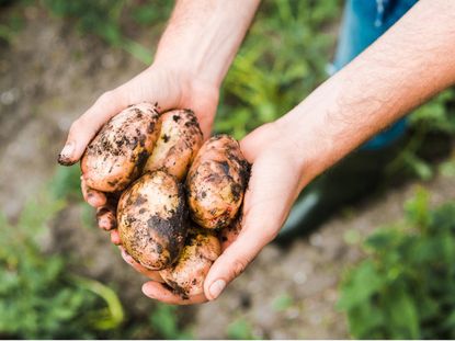 Gardener Hands Holding Whole Potatoes Covered With Soil