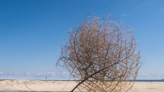 Large tumbleweed blown onto a sandy beach with bright blue sky. Brown, round, dead bush with lots of spikes and curves. 