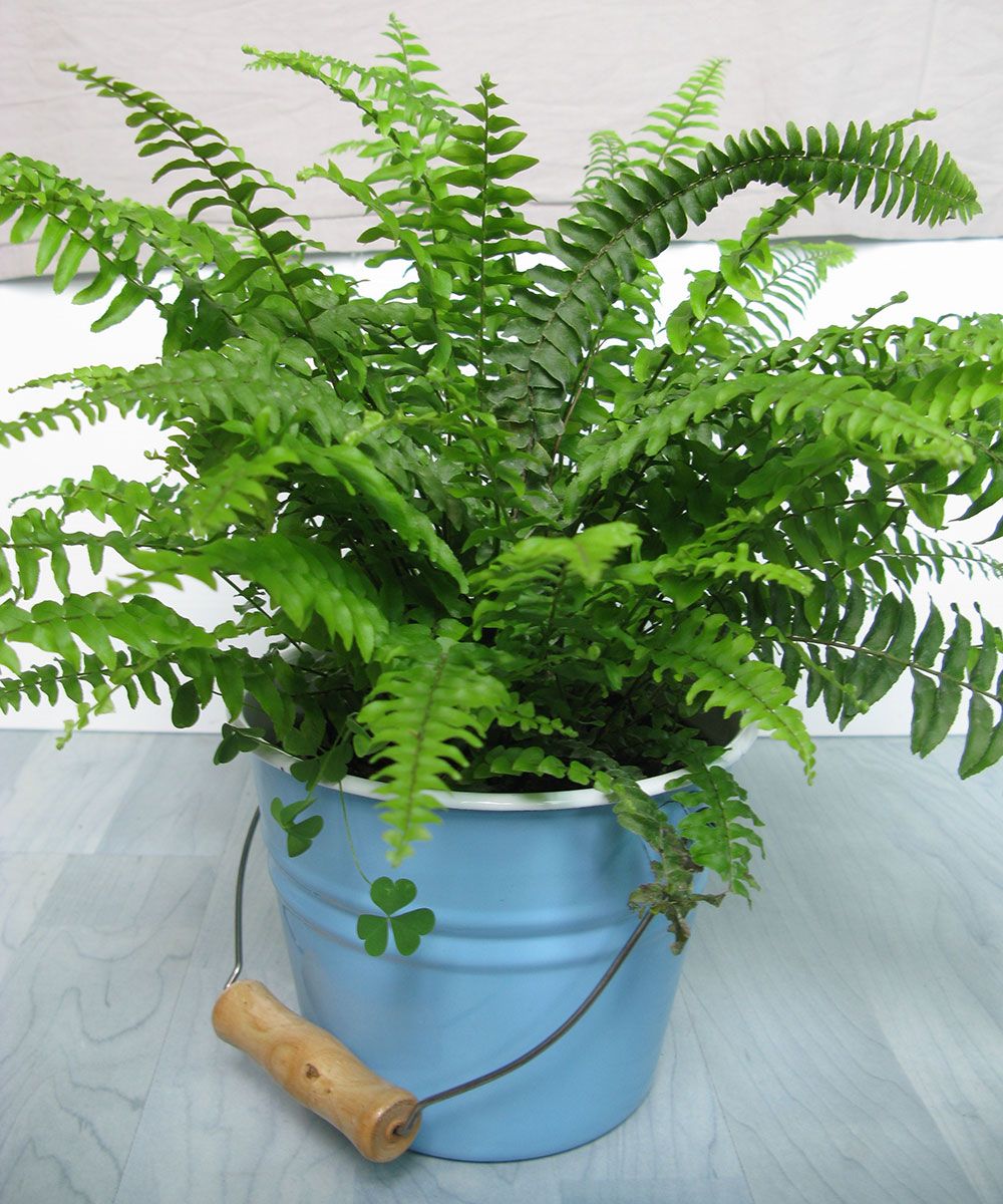 pet-friendly houseplants