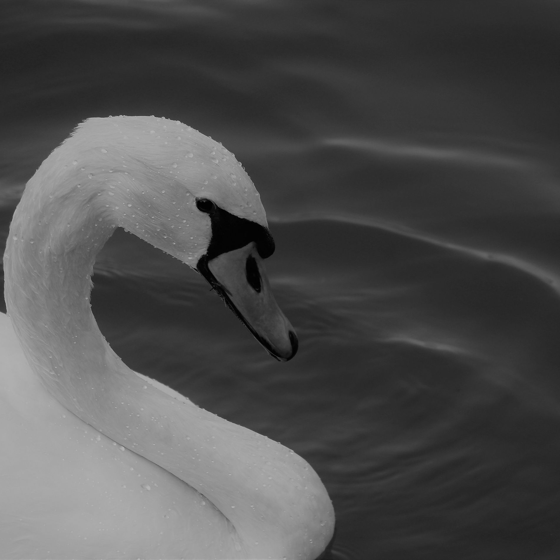 GuruShots - Monochrome Moments Jan 26