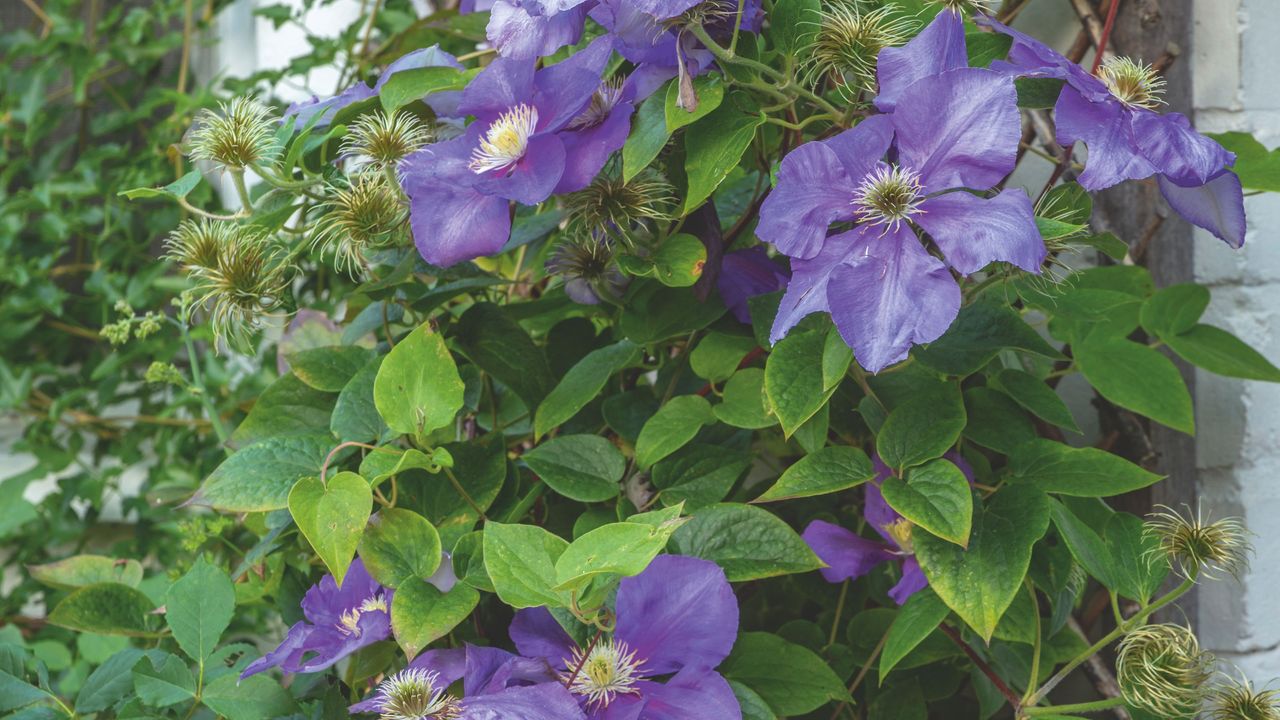 Purple clematis flowers growing on trellis in garden