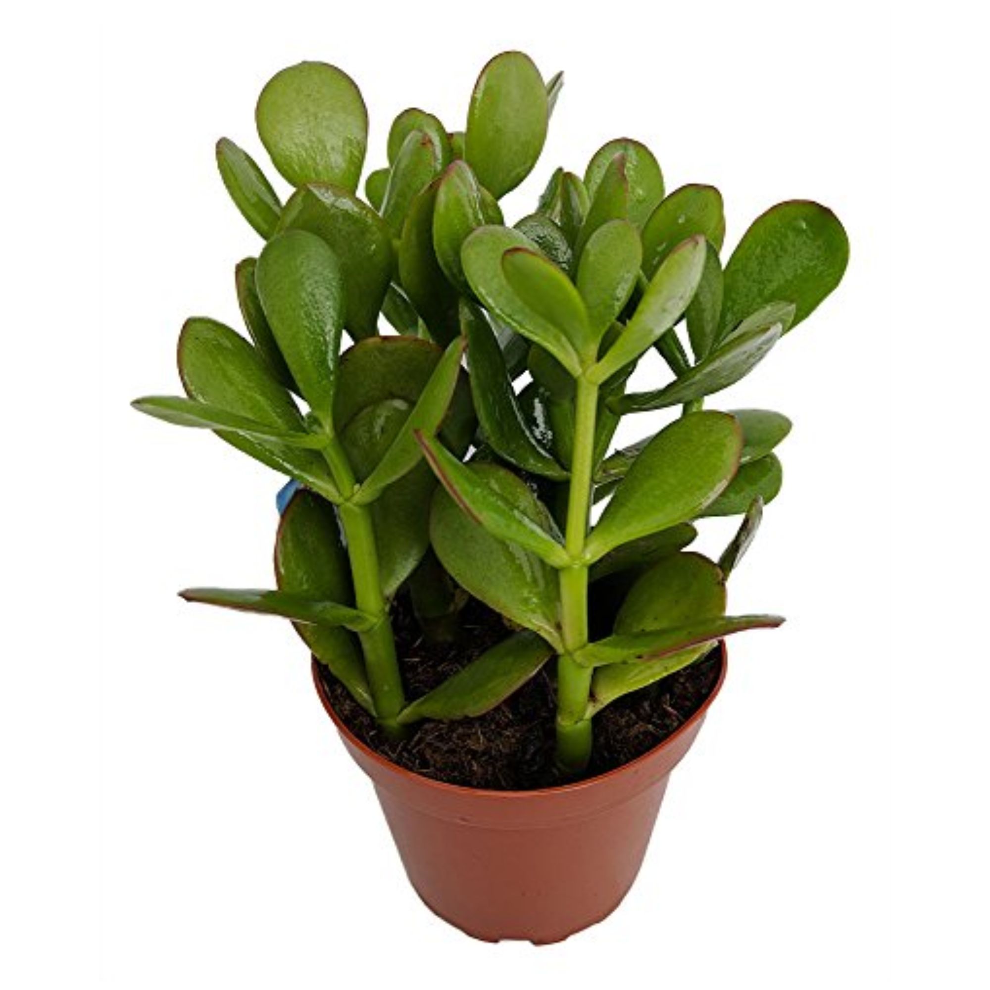 Jade plant in a brown pot