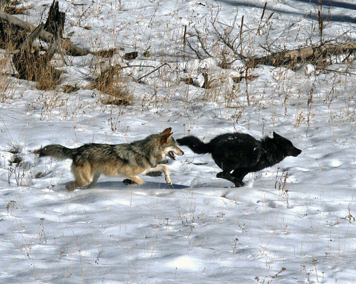 wolf fighting wolf
