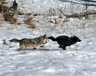 Gray wolves, which are not always gray, are protected under the Endangered Species Act.