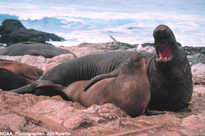 The Gulf of the Farallones National Marine Sanctuary is home to one fifth of California's harbor seals. These marine mammals rely on safe havens within the Sanctuary to haul-out, rest, and breed.