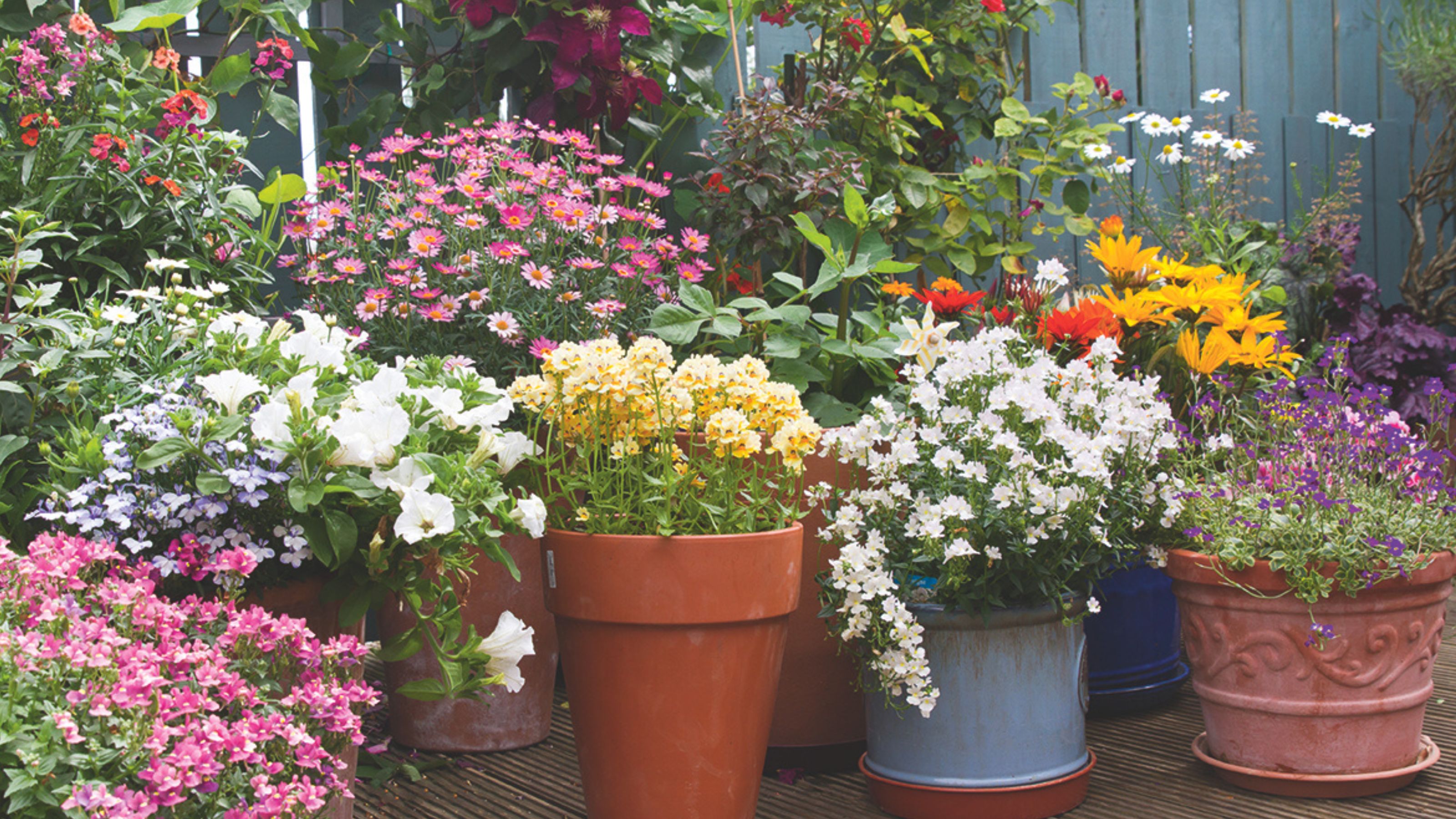 colourful flowers in pots