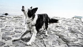 Border collie barking near sea