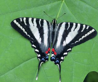 Zebra Swallowtail on a green leaf