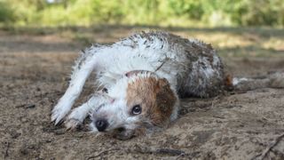 Dog rolling in mud