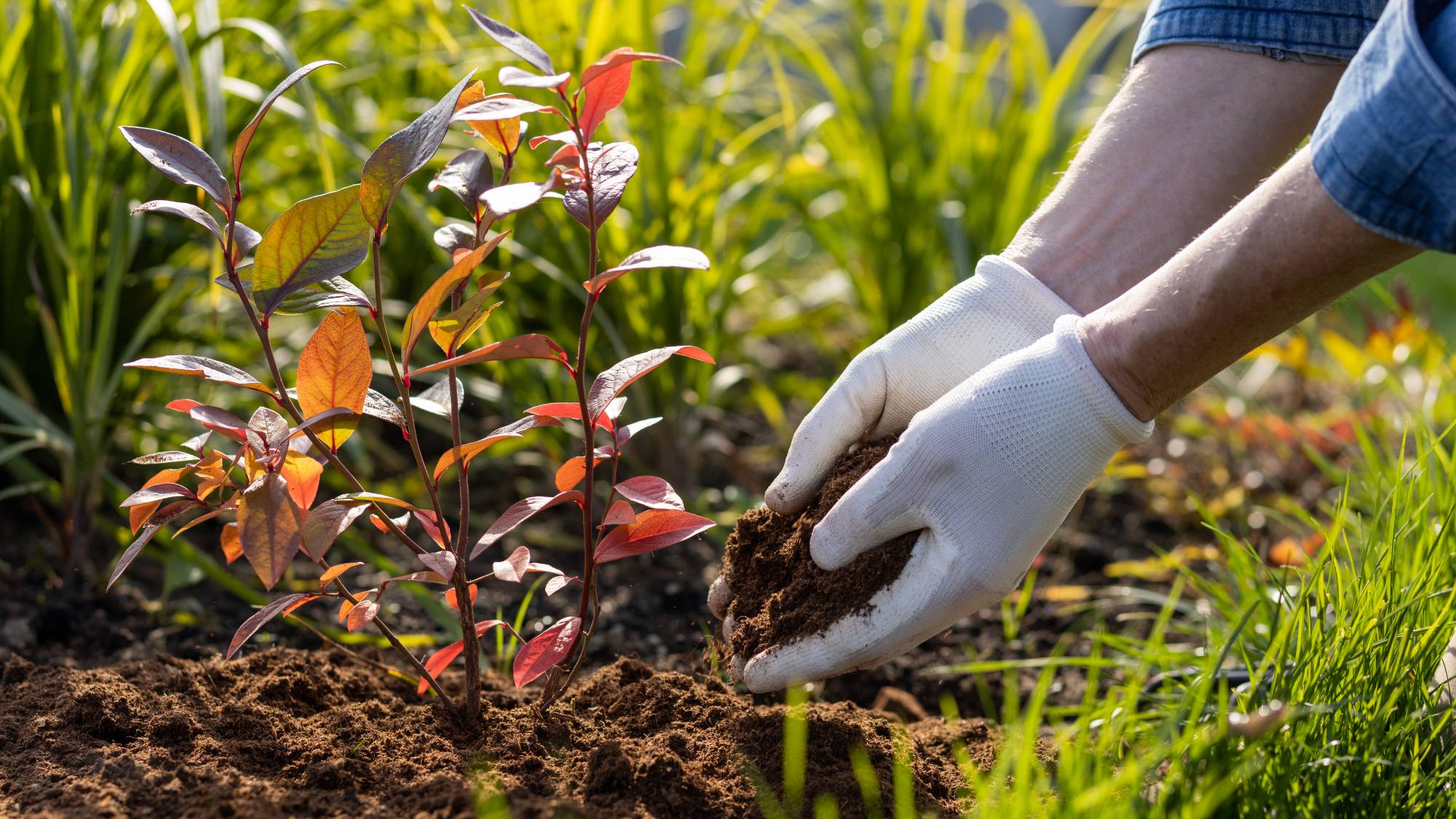 Gardener applies mulch in the fall