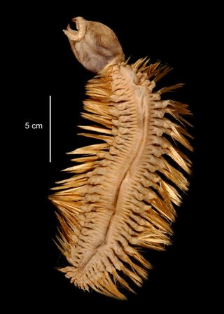 Bristle worm, Eulagisca gigantea.