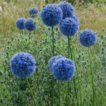 blue alliums flowering in prairie planting