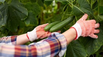 person inspecting at home grown cucumbers