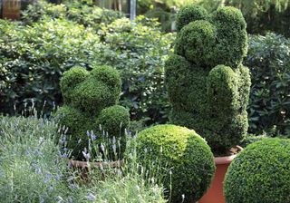 topiary of the garden