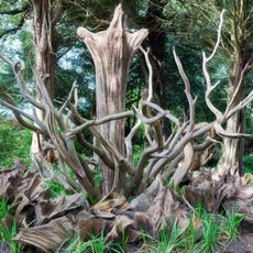 Artfully arranged tree stumps form a stumpery