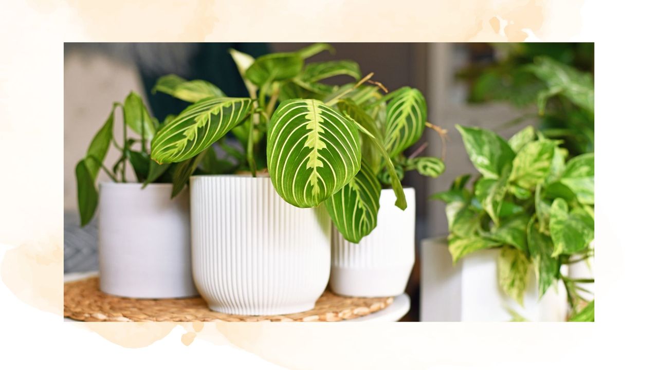 picture of prayer plant next to other houseplants