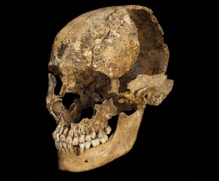 damaged skull from cannibalization